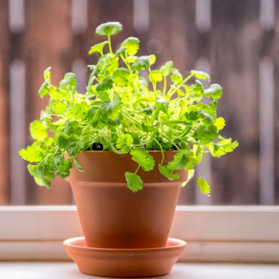 Cilantro growing in pot