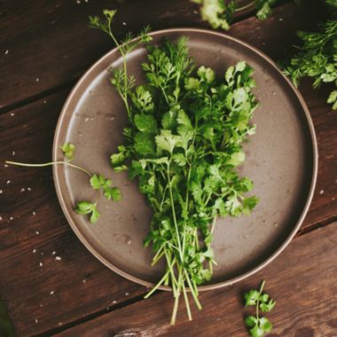 Bundle of harvested cilantro