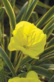 Photo of Ozark Sundrops Evening Primrose Plant