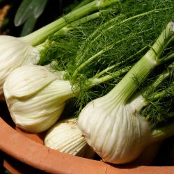 Harvested fennel in bowl
