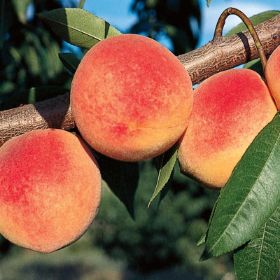 Photo of Redhaven Peach Tree