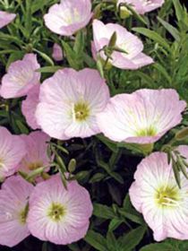 Photo of Pink Evening Primrose Plant
