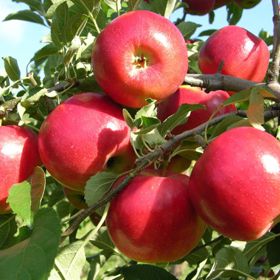 Ripe apples on the tree.