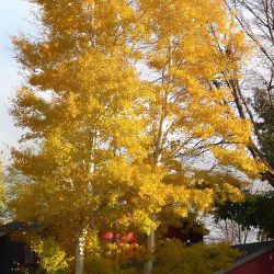 Large aspen tree in gold fall color.