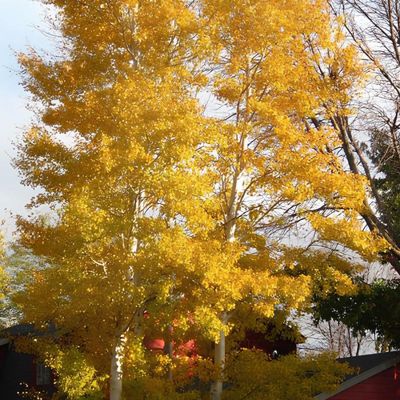 Large aspen tree in gold fall color.