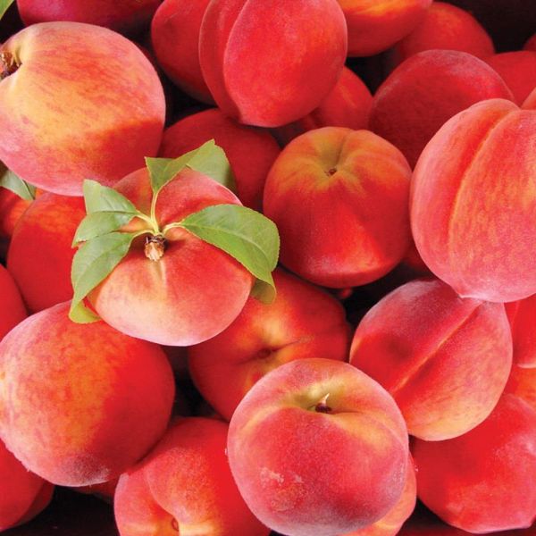 A pile of ripe peaches.