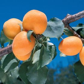 Photo of Giant Tilton Apricot Tree