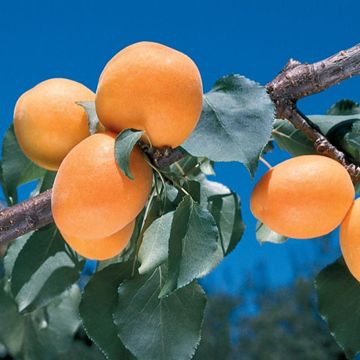 Photo of Giant Tilton Apricot Tree