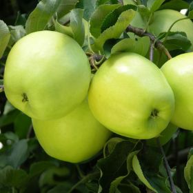 Ripe apples on the tree.