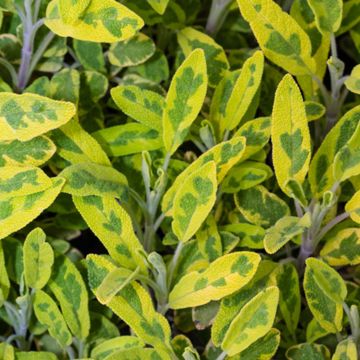 close up of Golden Variegated Sage leaves