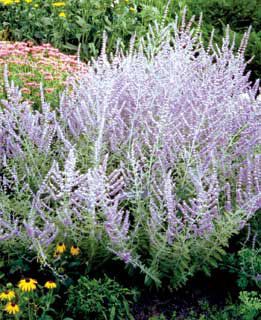 Photo of Russian Sage Plant
