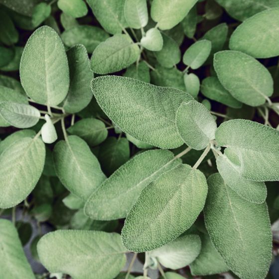 Close up of Berggarten Sage