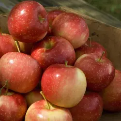A pile of ripe apples.