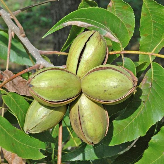 Close up of pecans growing on the tree.