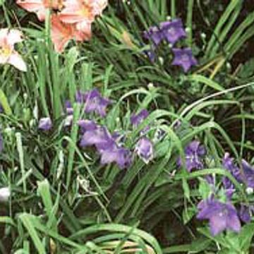 Photo of Sentimental Blue Balloon Flower Plant