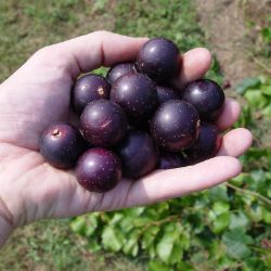 A hand holding ripe grapes.