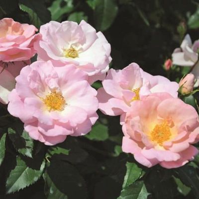 Fully bloomed roses.