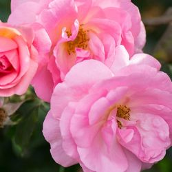 Fully bloomed roses.