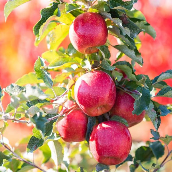 Photo of Pink Lady® Apple Tree