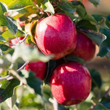 Ripe apples on the tree.