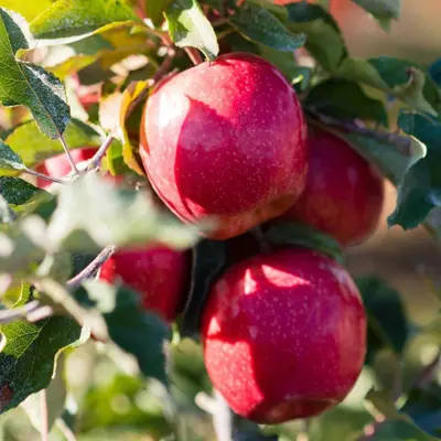 Ripe apples on the tree.