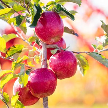 Ripe apples on the tree.