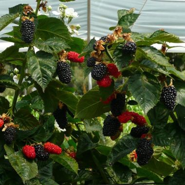 Photo of Prime-Ark® Freedom Primocane Blackberry Plant