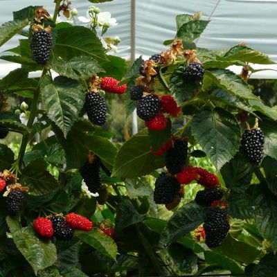 Raspberries growing on the plant.