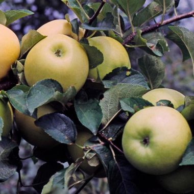 Ripe yellow apples on the tree.