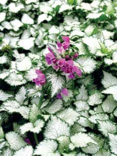 Photo of Beacon Silver Lamium Plant
