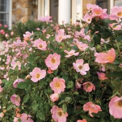 Fully bloomed roses.