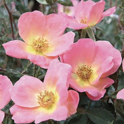 Fully bloomed roses.