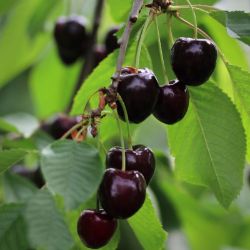 Ripe cherries on the tree.