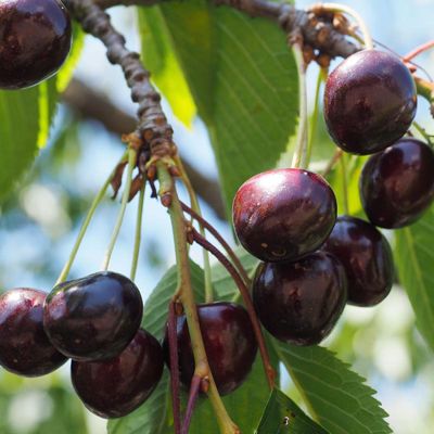 Ripe cherries on the tree.