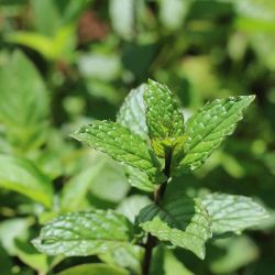 Close up of mint leaves.