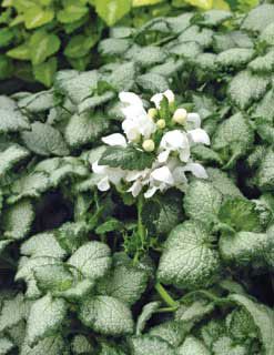 Photo of White Nancy Lamium Plant