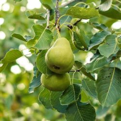 Photo of Anjou Pear Tree