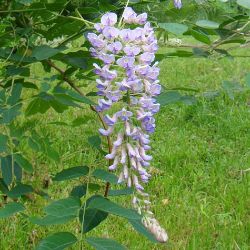 Photo of Blue Moon Wisteria