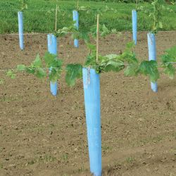 Photo of Blue-X® Vine Grow Tube