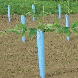 Blue grow tube surrounding growing grape vine.