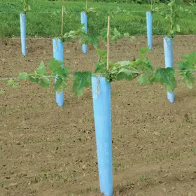 Blue grow tube surrounding growing grape vine.