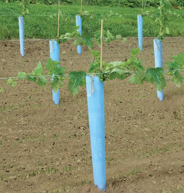 Blue grow tube surrounding growing grape vine.
