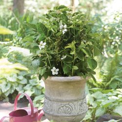 Flowering blackberry plant in decorative pot.