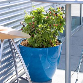 Blackberry plant in blue pot.