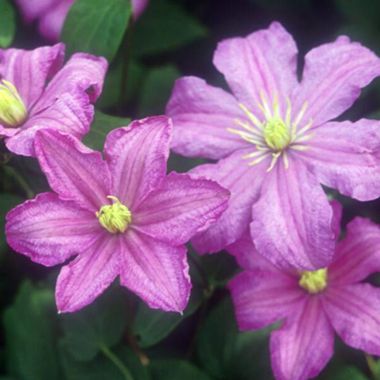 Clematis flowers in full bloom.