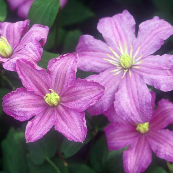 Photo of Comtesse de Bouchaud Clematis Plant