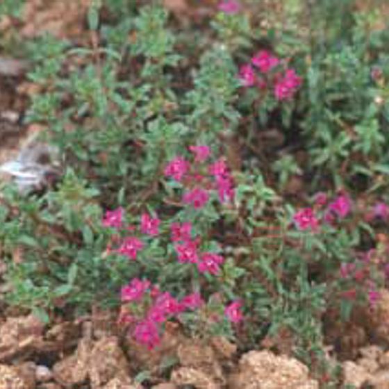 Photo of Red Creeping Thyme Plant