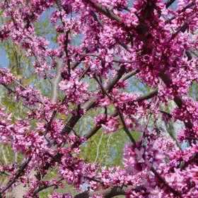 Close up of bloomed redbud flowers.