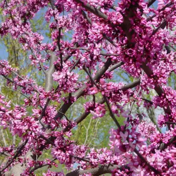 Close up of bloomed redbud flowers.