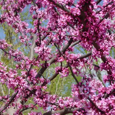 Close up of bloomed redbud flowers.